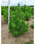 Сосна кримська | Сосна кримская | Pinus pallasiana