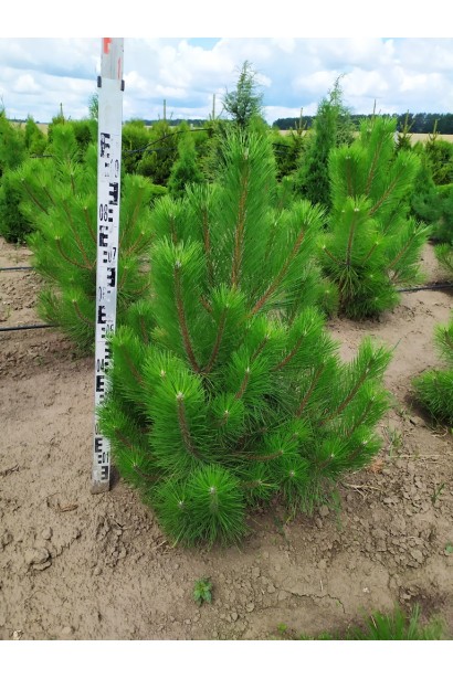 Кримська сосна з розлогою кроною