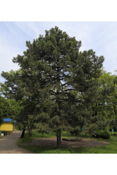 Хвойне дерево для парків і садів