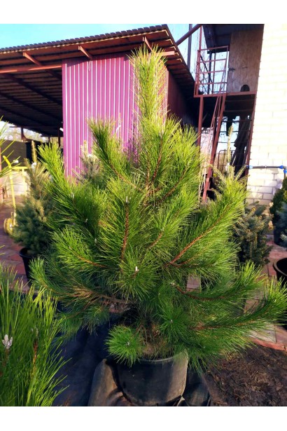 Сосна кримська | Сосна кримская | Pinus pallasiana