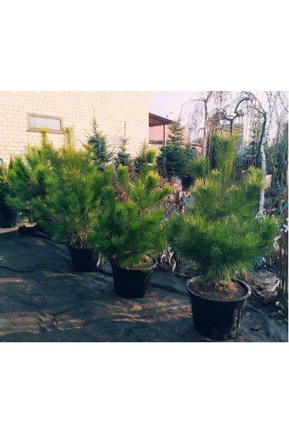 Саджанці сосни кримської в контейнері