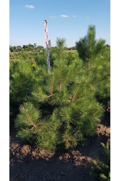 Сосна кримська - декоративне дерево з ароматною хвоєю