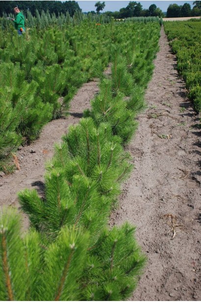 Сосна кримська