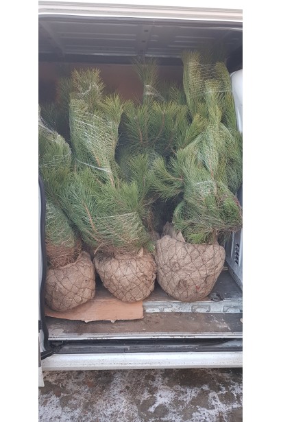 Саджанці сосни кримської з комом землі