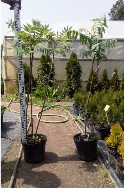 Саджанці оцтового дерева для декоративного саду.