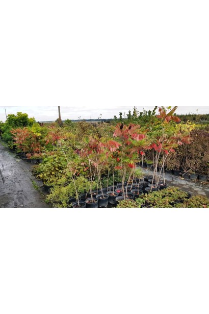 Rhus typhina – ефектний акцент ландшафту.