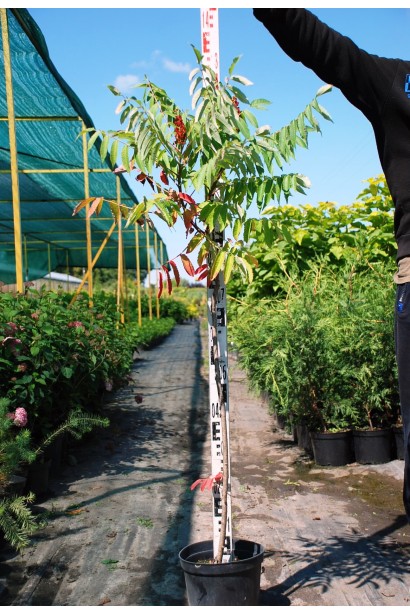 Саджанець сумах пухнастий / Оцтове дерево