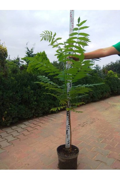 Саджанець сумах пухнастий / Оцтове дерево