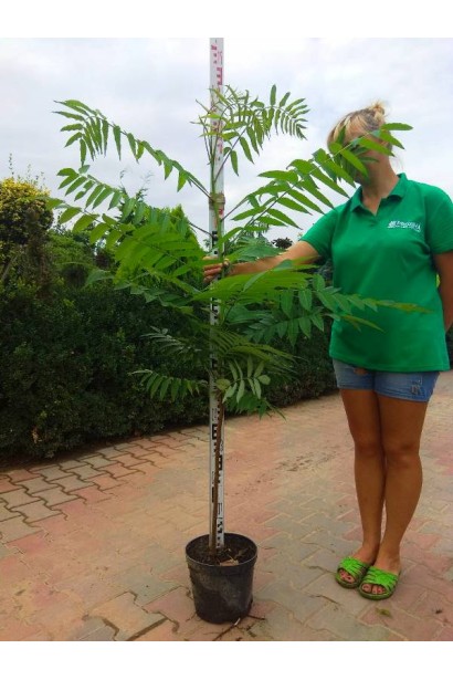 Сумах пухнастий – ідеальний вибір для парків.