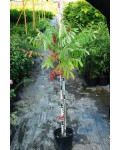 Сумах пухнастий / Оцтове дерево | Сумах пушистый Уксусное дерево | Rhus typhina
