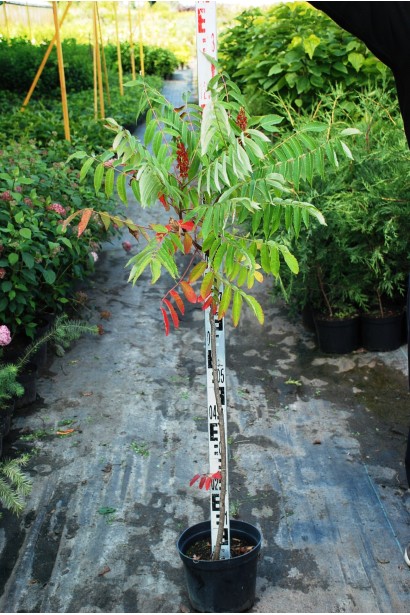 Оцтове дерево для унікального садового дизайну.