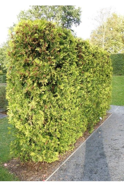 Компактна туя західна для живоплоту.