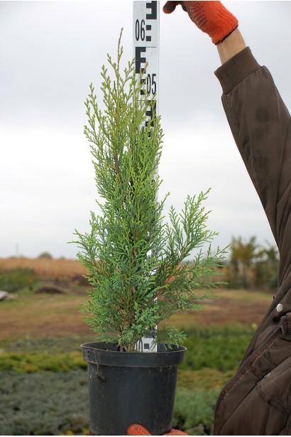 Вічнозелена туя західна в контейнері.