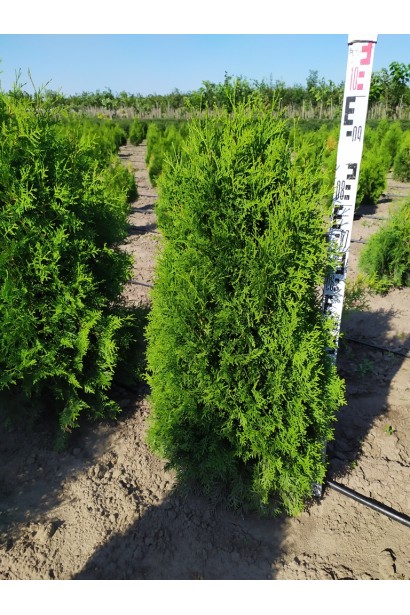 Туя західна в полі