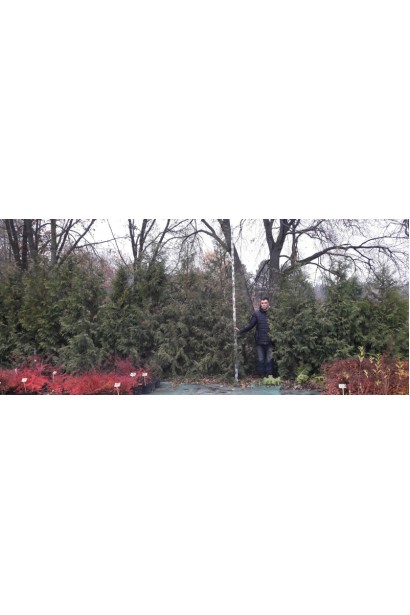 Thuja occidentalis 