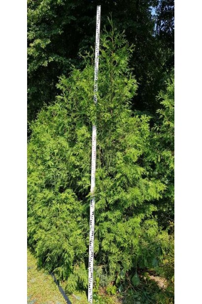 Вічнозелена туя західна 