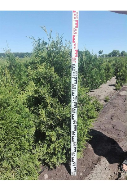 Туя західна в полі