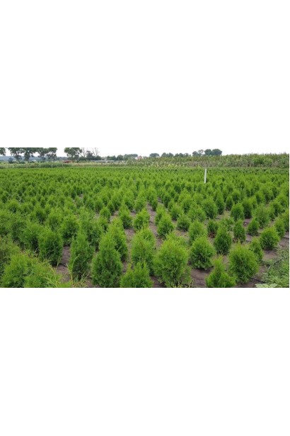 Туя західна в розсаднику проксіма