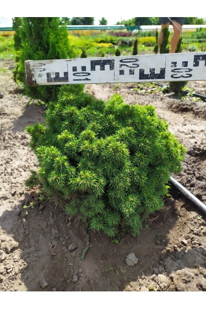 Ялина канадська Альберта Глобе | Picea glauca Alberta GlobeЕль канадская Альберта Глобе | Picea glauca Alberta Globe
