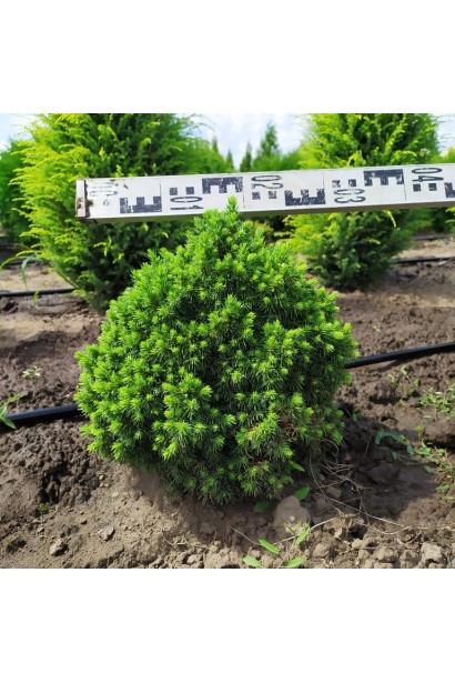 Ялина канадська Альберта Глобе | Picea glauca Alberta GlobeЕль канадская Альберта Глобе | Picea glauca Alberta Globe