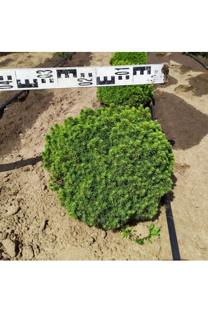 Ялина канадська Альберта Глобе | Picea glauca Alberta GlobeЕль канадская Альберта Глобе | Picea glauca Alberta Globe