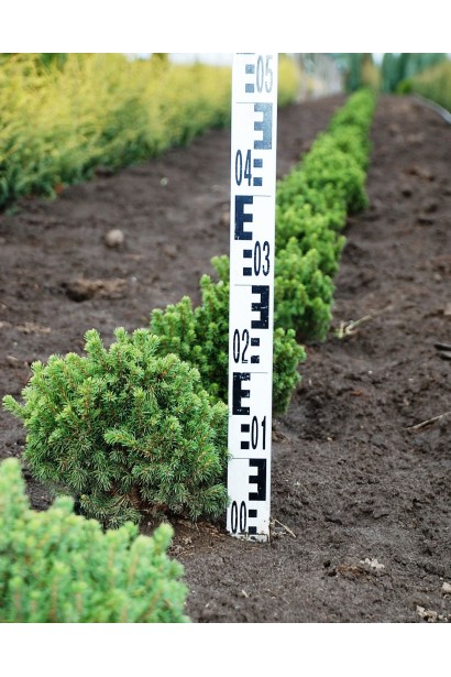 Ялина канадська Альберта Глобе | Picea glauca Alberta GlobeЕль канадская Альберта Глобе | Picea glauca Alberta Globe