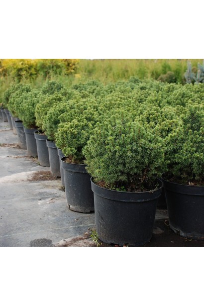 Ялина канадська Альберта Глобе | Picea glauca Alberta GlobeЕль канадская Альберта Глобе | Picea glauca Alberta Globe