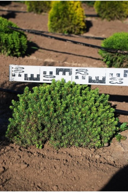 Ялина канадська Альберта Глобе | Picea glauca Alberta GlobeЕль канадская Альберта Глобе | Picea glauca Alberta Globe