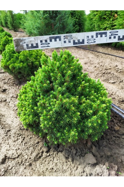 Ялина канадська Альберта Глобе | Picea glauca Alberta GlobeЕль канадская Альберта Глобе | Picea glauca Alberta Globe