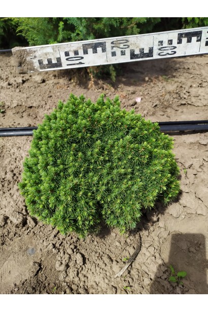 Ялина канадська Альберта Глобе | Picea glauca Alberta GlobeЕль канадская Альберта Глобе | Picea glauca Alberta Globe