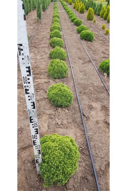 Ялина канадська Альберта Глобе | Picea glauca Alberta GlobeЕль канадская Альберта Глобе | Picea glauca Alberta Globe