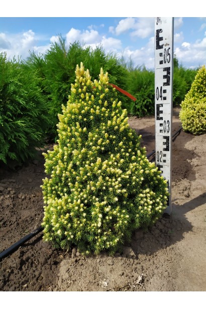 Ель канадская Рейнбоуз Энд в поле 40-50 см