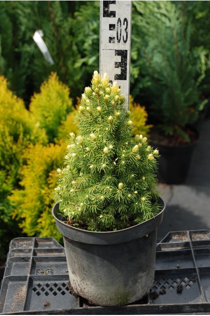 Ель Рейнбоуз Энд контейнер 3 л