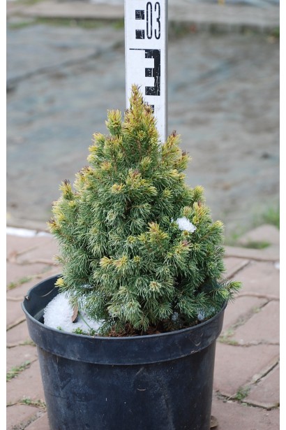 Ель канадская Рейнбоуз Энд в горшочке 3 л 20-25 см