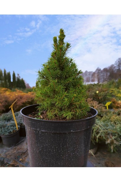 Ель Рейнбоуз Энд саженец С3