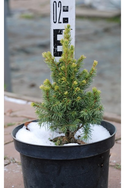 Ель глаука Рейнбоуз Энд высота 15-20 см