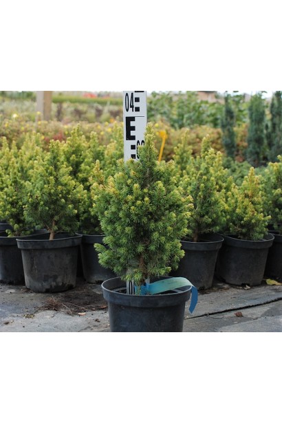 Ель канадская Rainbows End