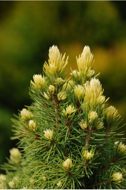 Ель Рейнбоуз Энд летний золотистый прирост хвои