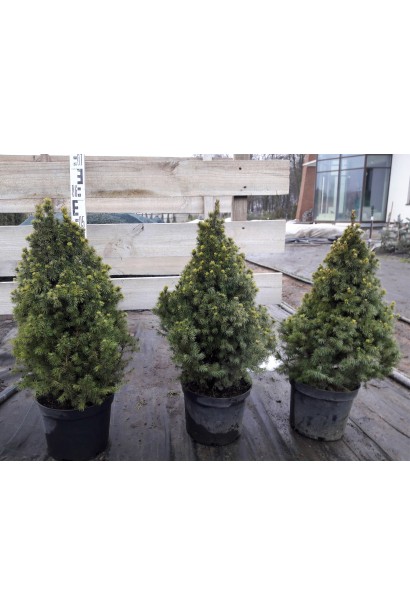 Ель канадская Рейнбоуз Энд саженцы в садовом центре