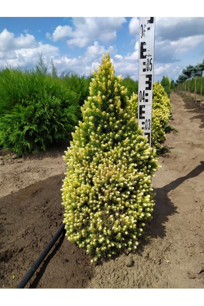 Ель сизая Рейнбоуз Энд в питомнике