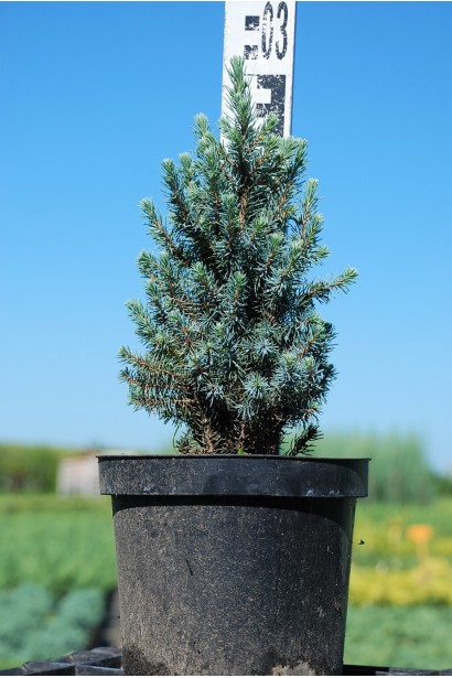 Ялина Сандерс Блю в горщику 3 л висота 25-30 см