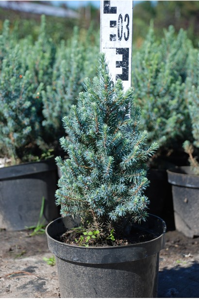 Ялина карликова Сандерс Блю саджанець 20-30 см