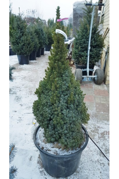 Ялина канадська Сандерс Блю взимку