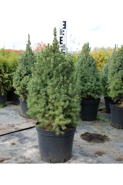 Ялина сиза Сандерс Блю контейнер 50-60 см