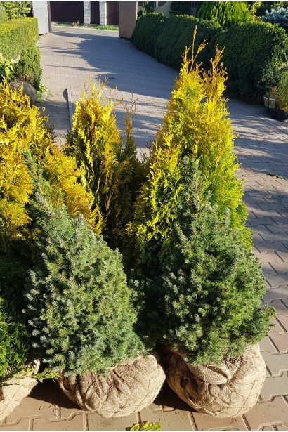 Ялина канадська Сандерс Блю з комом в мішковині