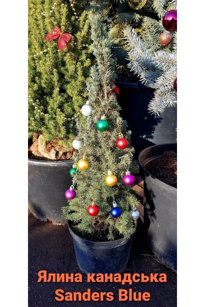 Жива новорічна ялинка Сандерс Блю