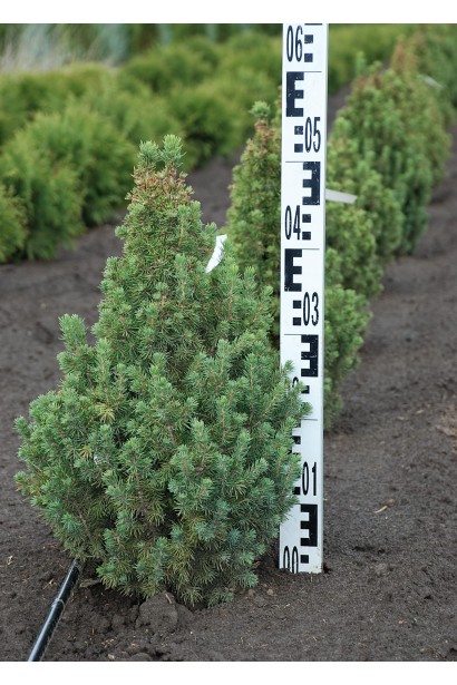 Ялина біла Сандерс Блю в полі 40-50 см