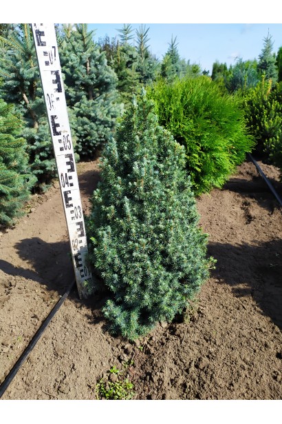 Ялина канадська Сандерс Блю в полі  50-60 см