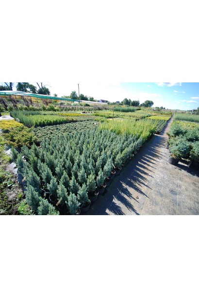 Ялина канадська Сандерс Блю в розсаднику