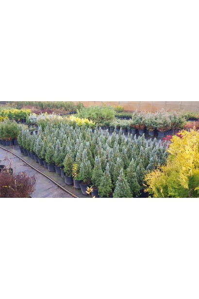 Ялина канадська Сандерс Блю в садовому центрі